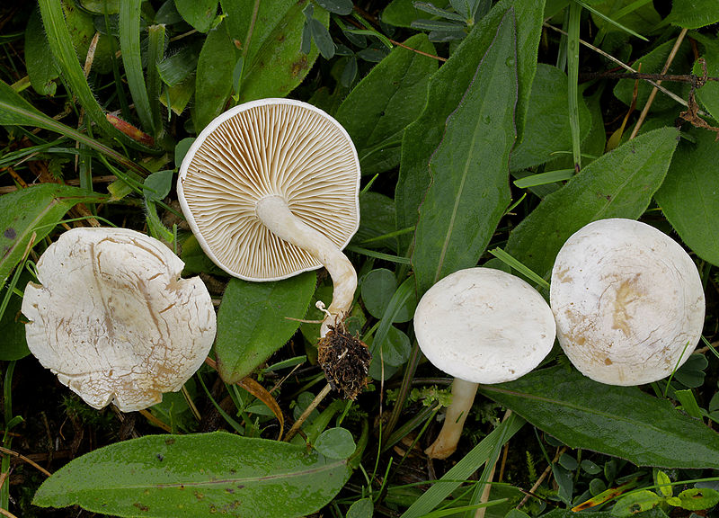 File:2007-08-29 Clitocybe rivulosa.jpg