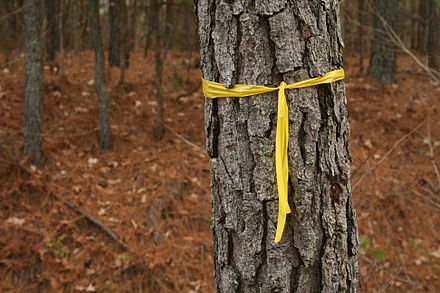 Yellow ribbon marking a tree