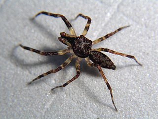 <i>Allococalodes</i> Genus of spiders