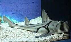 2009 shark in Shanghai.JPG