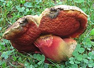 Rubroboletus rhodosanguineus