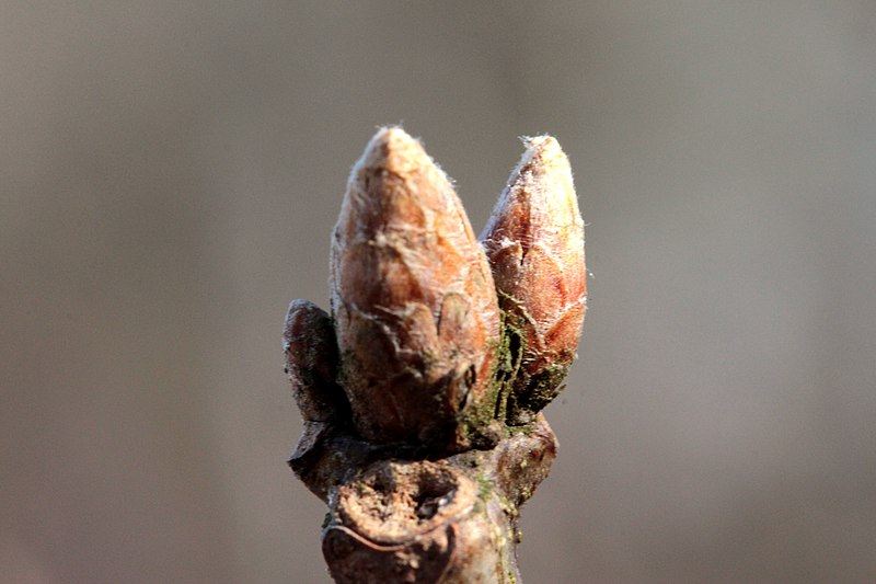 File:2013-04-02 1 Quercus-petraea-buds.JPG