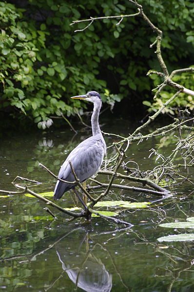 File:2014-Zoo-Basel 51 Graureiher.JPG