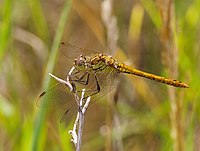 2015.07.11.-03-Mulde Eilenburg--Gemeine Heidelibelle-Maennchen.jpg