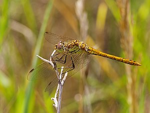 2015.07.11.-03-Mulde Eilenburg--Gemeine Heidelibelle-Maennchen.jpg