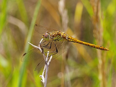 Sympetrum vulgatum (Vagrant Darter)