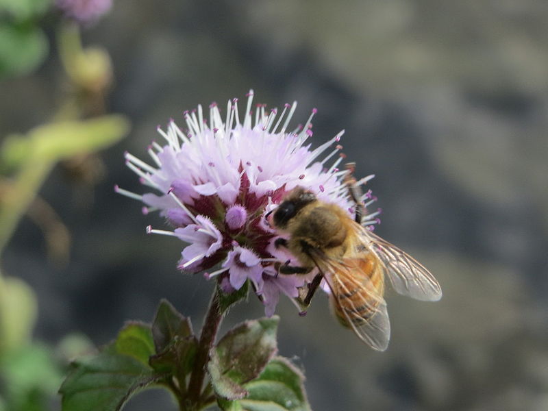 File:20150908Mentha aquatica2.jpg