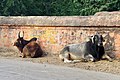 20191207 Krowy na ulicy Udajpuru 0422 6860 DxO.jpg