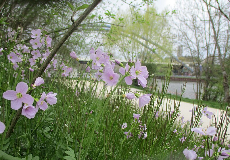 File:20230417Cardamine pratensis1.jpg