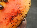 2999Ants of the Philippines eating carica papaya fruit 21.jpg