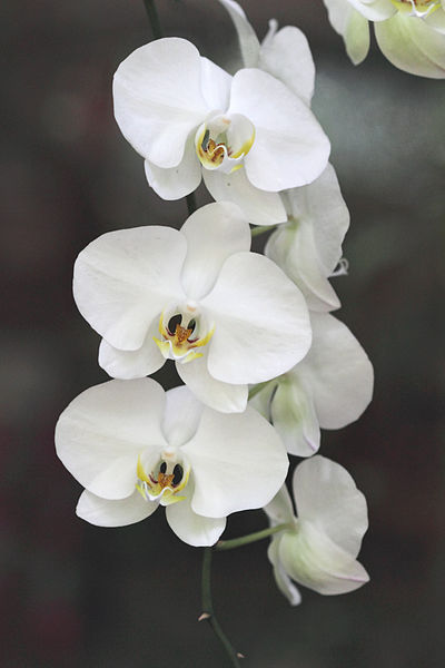 File:30 days - orchid - from flickr.jpg