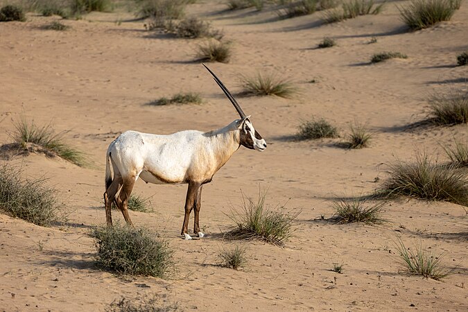 Curious oryx in UAE Desert Photograph: Yan Werner