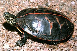 Southern painted turtle