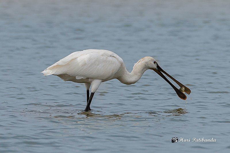 File:A Eurasian Spoonbill with a Happy Meal! (49916990187).jpg