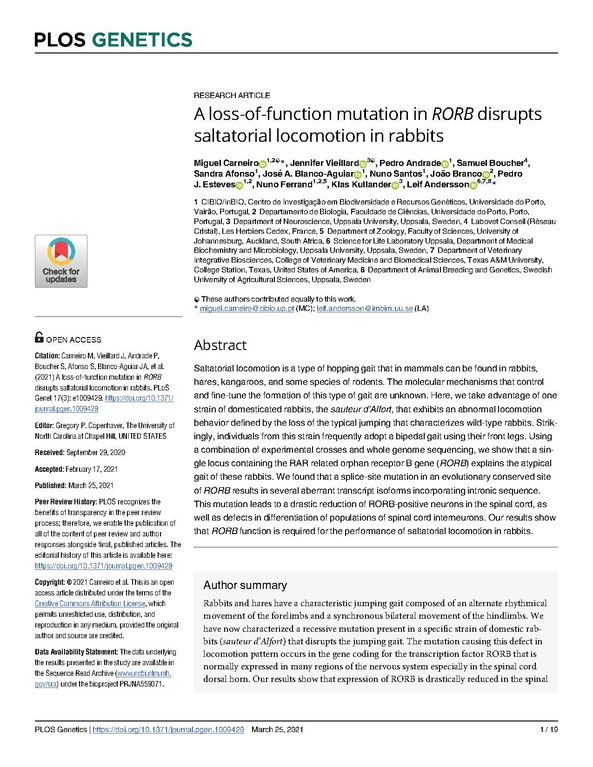 File A Loss Of Function Mutation In Rorb Disrupts Saltatorial Locomotion In Rabbits Pdf Wikimedia Commons