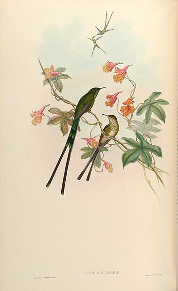 File:A monograph of the Trochilidæ, or family of humming-birds (Plate 171) (8185391632).jpg