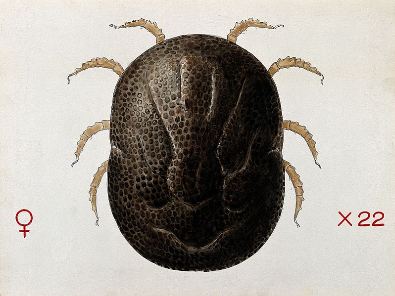 File:A tick (Ornithodurus moubata). Coloured drawing by A.J.E. Te Wellcome V0022547.jpg