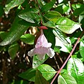 Abelia grandiflora