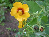 Abutilon hirtum