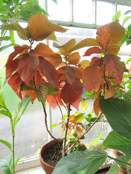 File:Acalypha wilkesiana - Talcott Greenhouse - Mount Holyoke College - DSC04511.JPG