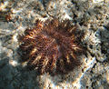 Spécimen photographié à la Réunion, de couleur marron-rose, évoluant sur un substrat sableux.