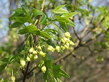 Flowers and young leaves in spring Acer monspessulanum subsp turcomanicum flower.jpg