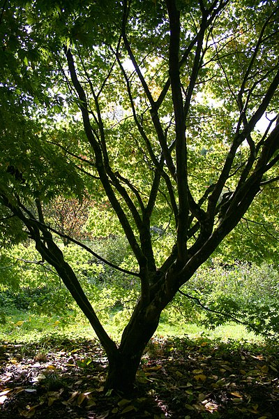 File:Acer palmatum 'Elegans' JPG1T.jpg