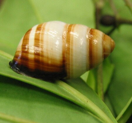 Achatinella bulimoides