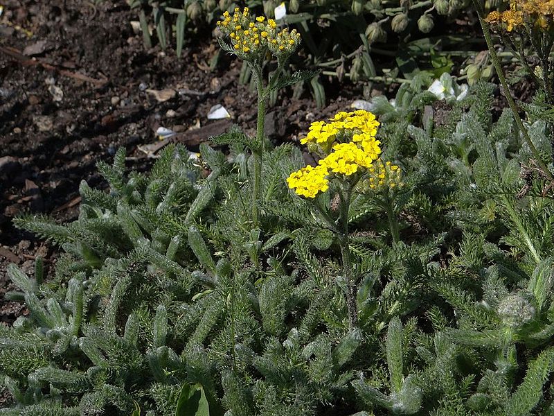 File:Achillea tomentosa OB10.jpg