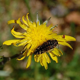 <i>Acmaeodera hepburnii</i> Species of beetle