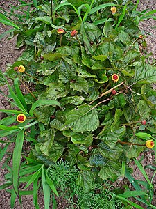 Acmella oleracea Habitus