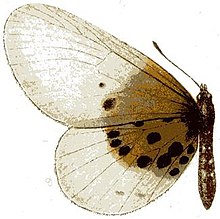 Acraea kraka.JPG