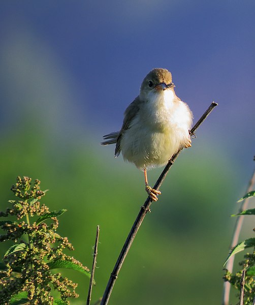 File:Acrocephalus palustris Irpin2.JPG