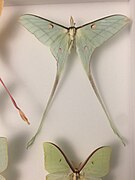 Actias chapae bezverkhovi ssp. n., mâle