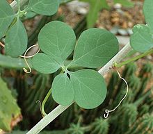 Adenia fruticosa Adenia fruticosa 02 ies.jpg