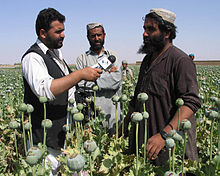 Poppy cultivators being interviewed in a poppy field Afghan poppies.jpg