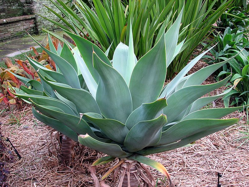 File:Agave attenuata3.jpg