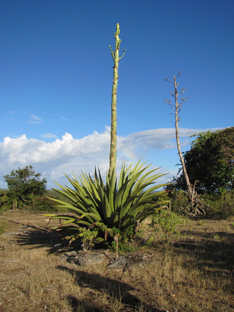 TÌNH YÊU CÂY CỎ ĐV4 - Page 29 800px-Agave_karatto_%287066206767%29