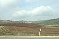 Agriculture in Israel (Safed).jpg