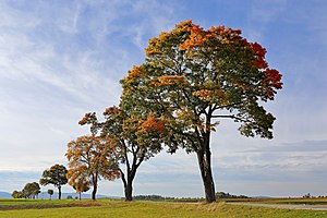 Acer Pseudoplatanus