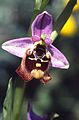 Hummel-Ragwurz (Ophrys holoserica)