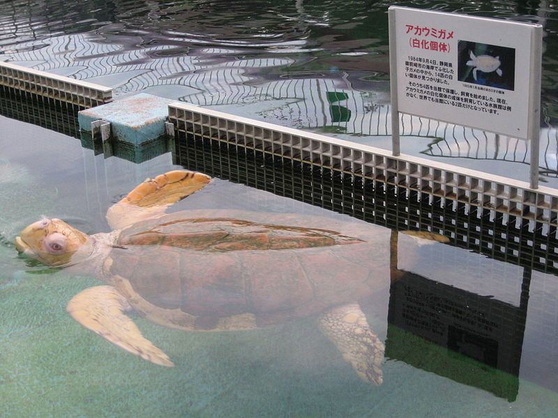 File:Albino Loggerhead Sea Turtle 07.jpg