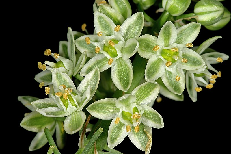 File:Albuca bracteata 1DS-II 8174.jpg