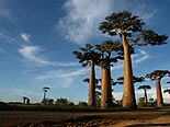 Riesige Baobabs gruppieren sich gegen den Himmel
