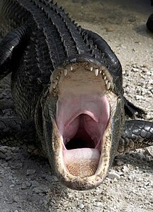Alligator mississippiensis (American Alligator)