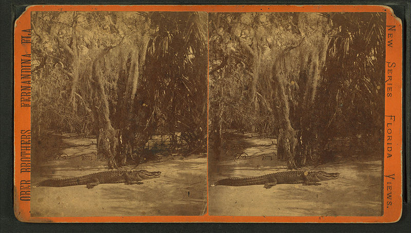 File:Alligator under trees draped with Spanish moss, by Ober Brothers (Fernandina, Florida).jpg