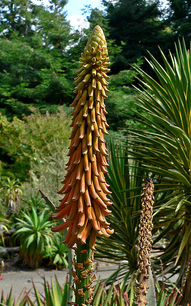 File:Aloe africana 2.jpg