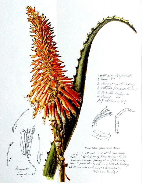 File:Aloe arborescens00.jpg