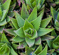 Aloe hybrid, jardín del molino, Sierra de San Felipe, Setúbal, Portugal, 2012-05-11, DD 01.jpg