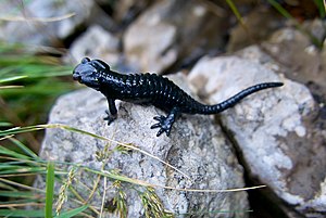 Alpensalamander: Beschreibung, Paläontologie, Karyotyp